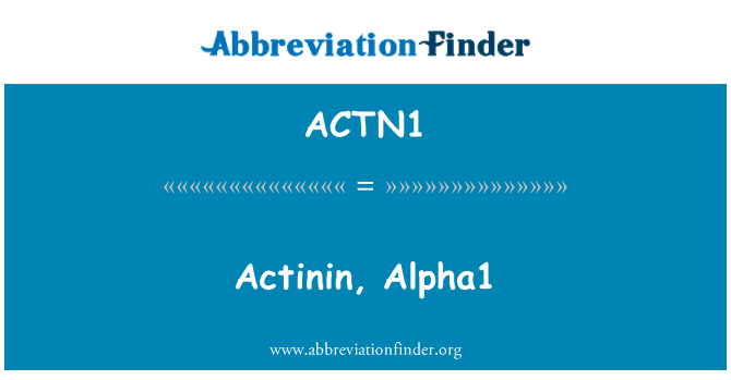 ACTN1: Aktinin, alfa1