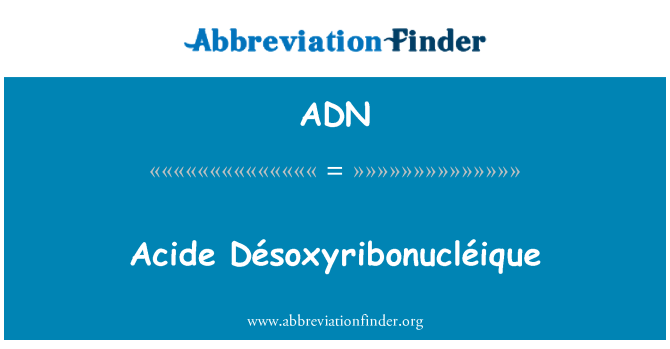 ADN: Acide Désoxyribonucléique