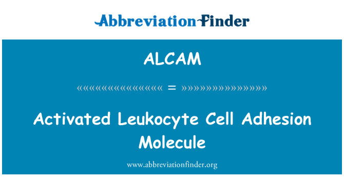 ALCAM: Leukocyte سیل چپک Molecule میں عمل میں لائی