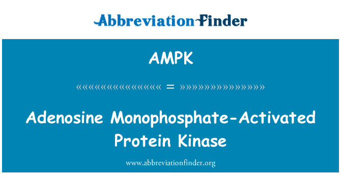AMPK: Adenozin monofosfattır aktive Protein kinaz