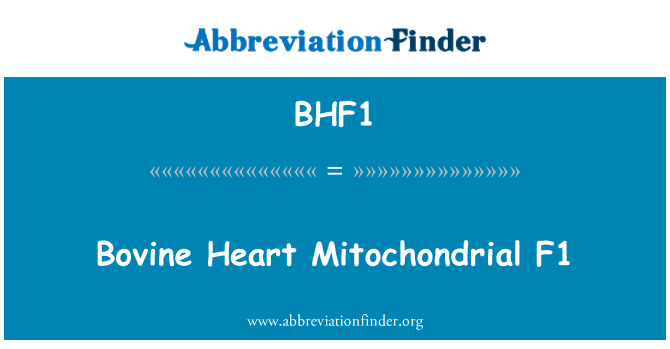 BHF1: Hovězí srdce mitochondriální F1