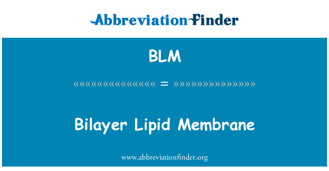 BLM: Bilayer lipidų membranos