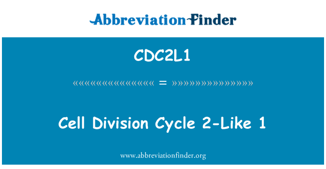 CDC2L1: Ciclo de divisão celular como 2 1