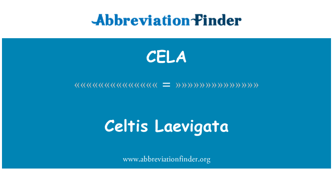 CELA: Celtis Laevigata
