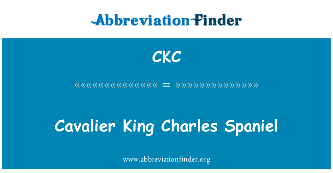 CKC: Cavalier King Charles spanjel