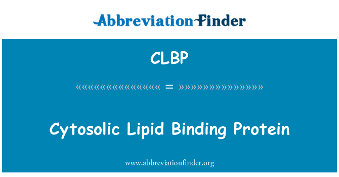 CLBP: پروتئين ليپيد ارگانل های اتصال