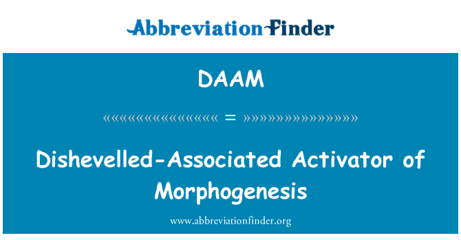 DAAM: Izspūruši saistīto Activator Morphogenesis