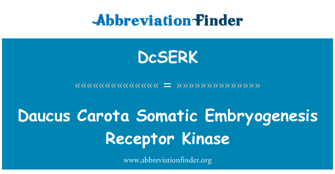 DcSERK: Daucus Carota Embryogenesis somatig derbynnydd Kinase