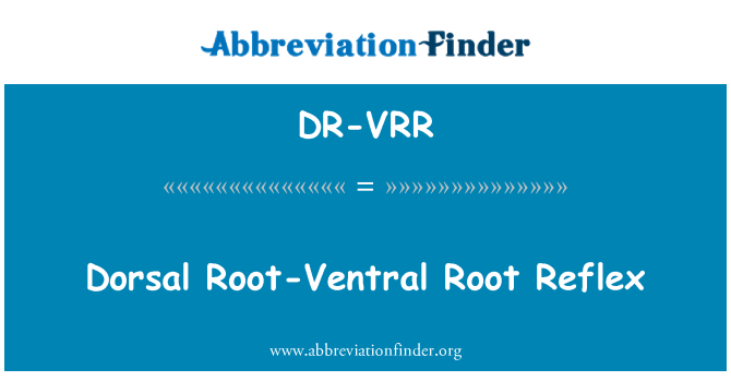 DR-VRR: Raiz da raiz dorsal-Ventral Reflex