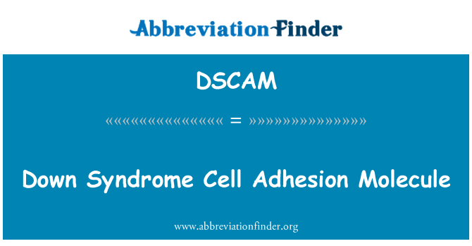 DSCAM: Molécula de adhesión celular de síndrome de Down