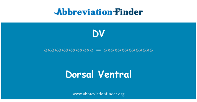 DV: Dorsal Ventral