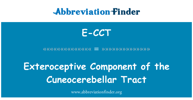 E-CCT: Exteroceptive componente do tracto Cuneocerebellar