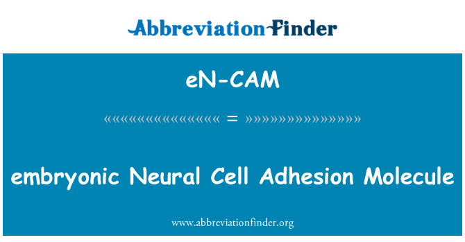 eN-CAM: گوئیوں اعصابی خلیہ چپک Molecule
