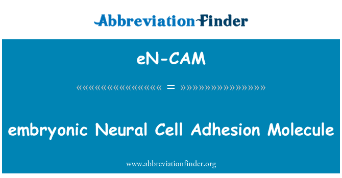 eN-CAM: nan lèt Neural sèlil Adhésion Molekil