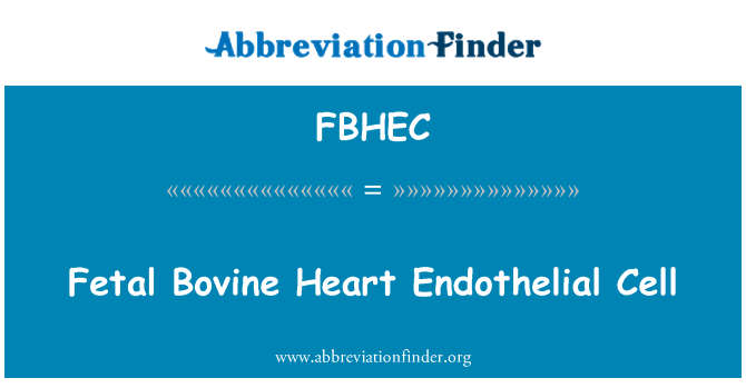 FBHEC: Batimentos cardíacos fetais bovinos Endothelial da pilha