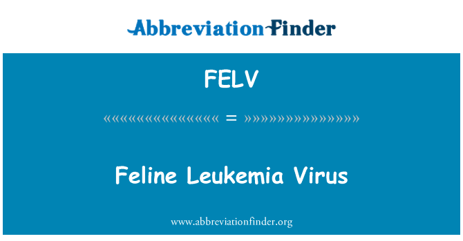FELV: Feline Leukemia Virus