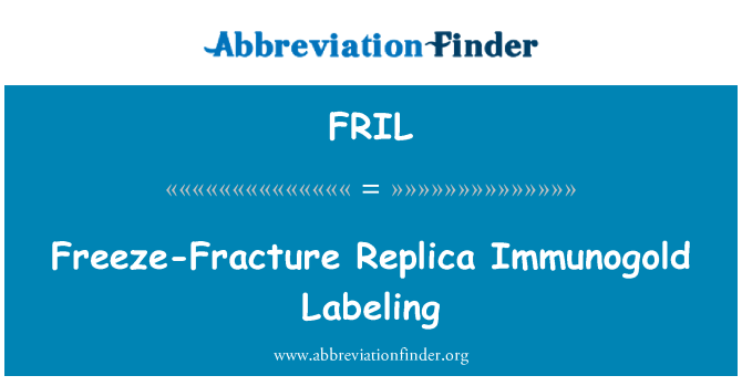 FRIL: Freeze-praost Replica anti-DNA märgistamist