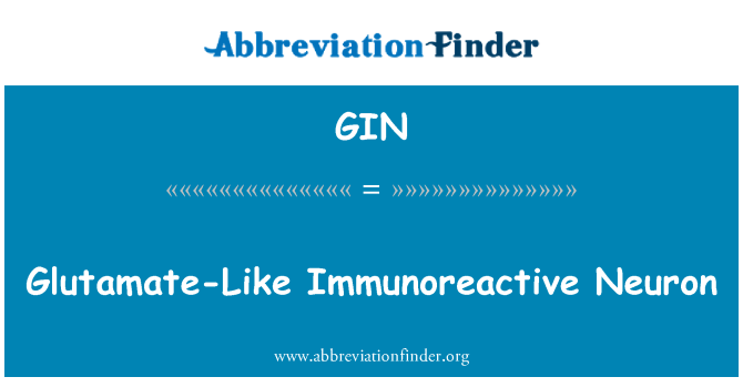 GIN: ग्लूटामेट की तरह Immunoreactive न्यूरॉन