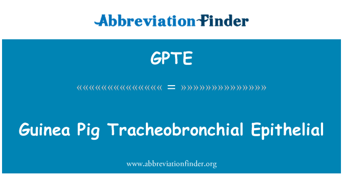 GPTE: Guinea Pig Tracheobronchial Epithelial