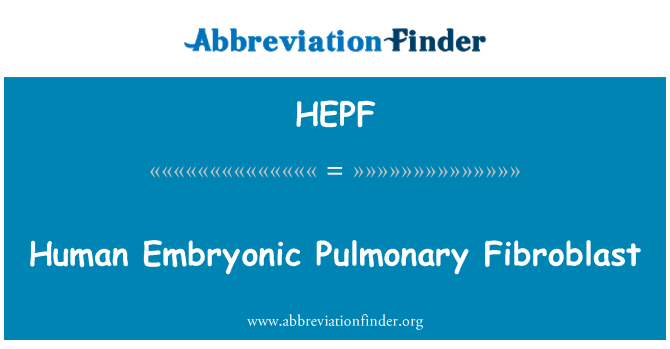 HEPF: मानव भ्रूण फुफ्फुसीय Fibroblast