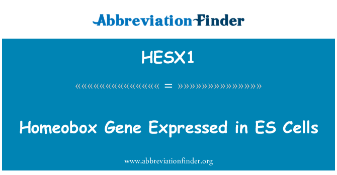 HESX1: Homeobox 유전자 ES 세포에 표현
