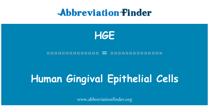 HGE: Lidské gingivální epiteliálních buněk