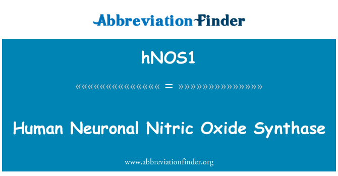 hNOS1: Humà Neuronal d'òxid nítric sintetasa