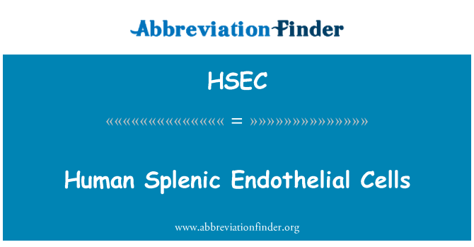 HSEC: Menneskelige Splenic endotelceller