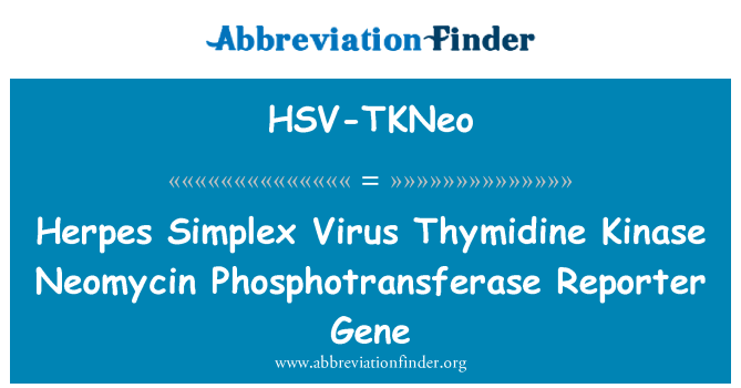 HSV-TKNeo: Herpes simple Virus timidina kinasa neomicina fosfotransferasa gen reportero