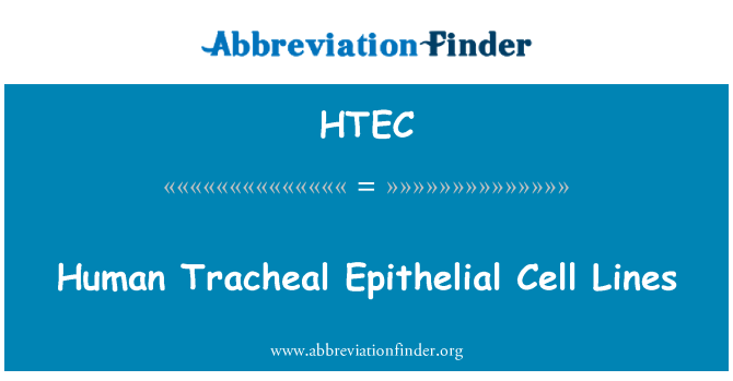 HTEC: Lidské tracheální epiteliální buněčné linie