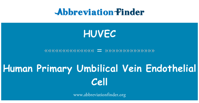 HUVEC: เซลล์บุผนังหลอดเลือดหลอดเลือดดำ Umbilical หลักมนุษย์