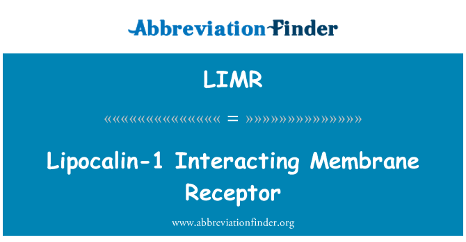 LIMR: קולטן ממברנה שמעצבת Lipocalin-1