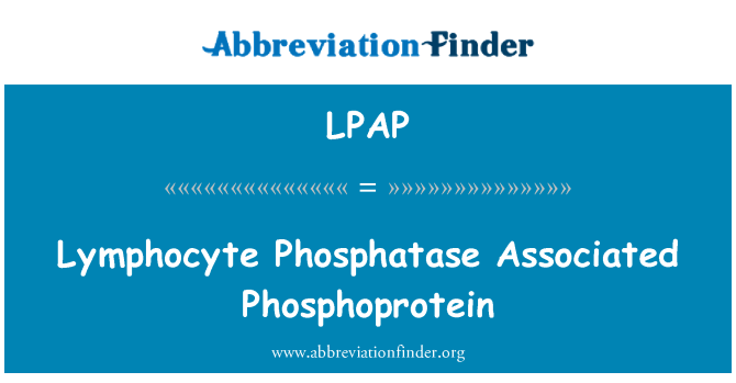 LPAP: Lymfocytů fosfatázy Spojené Phosphoprotein