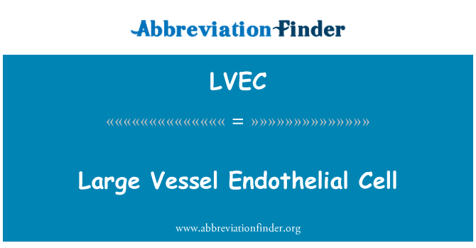 LVEC: Kapal-kapal besar Endothelial bimbit