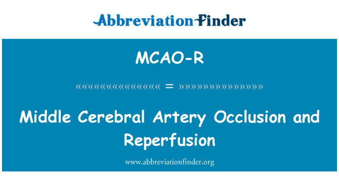 MCAO-R: मध्य मस्तिष्क धमनी रोड़ा और Reperfusion