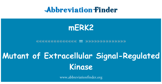 mERK2: Az extracelluláris Szignál szabályozott kináz mutáns