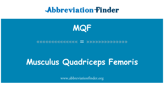 MQF: Musculus Quadriceps Femoris