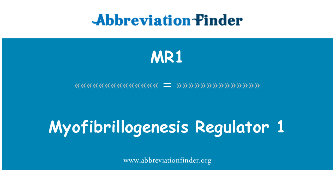 MR1: Myofibrillogenesis regulador 1