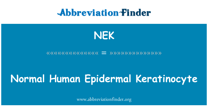 NEK: Normal Human Epidermal Keratinocyte