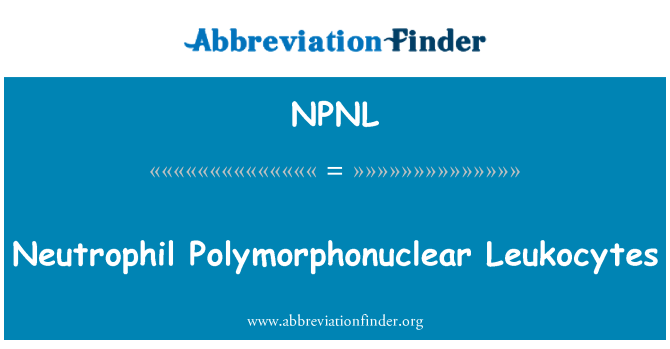 NPNL: Neutrofiilien Polymorphonuclear leukosyytit