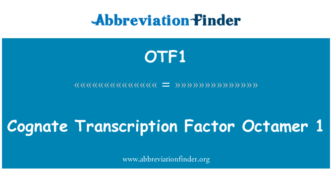 OTF1: Radniecisks Transcription Factor Octamer 1