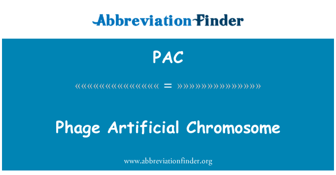 PAC: Phage Artificial Chromosome