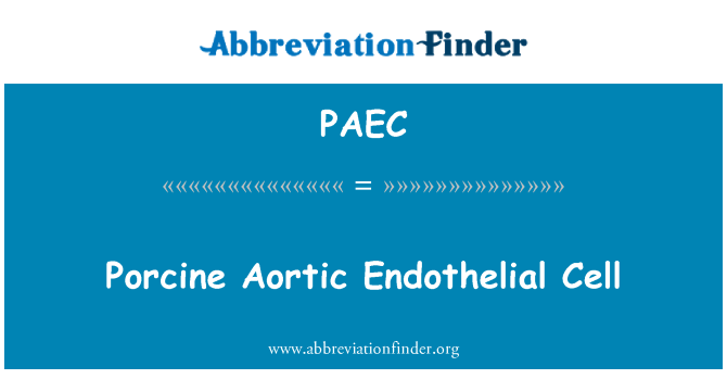 PAEC: Porcine Aortic Endothelial bimbit
