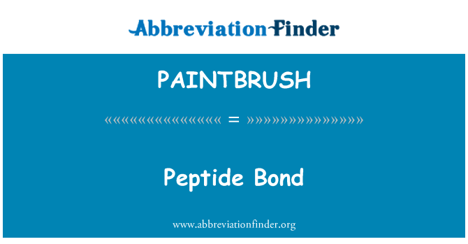 PAINTBRUSH: Peptidové vazby