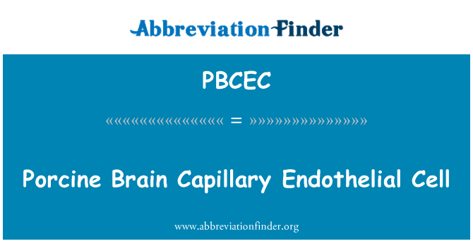 PBCEC: Célula endotelial capilar de cerebro porcino