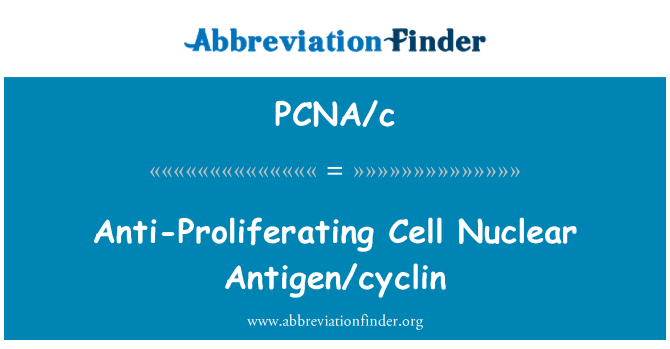 PCNA/c: Anti-osztódó sejt nukleáris antigén/ciklin