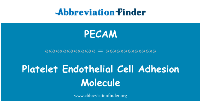 PECAM: جزيء التصاق الخلايا البطانية الصفائح الدموية