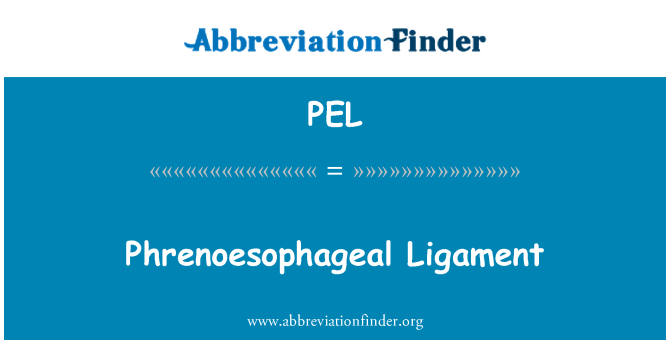 PEL: Ligamen Phrenoesophageal