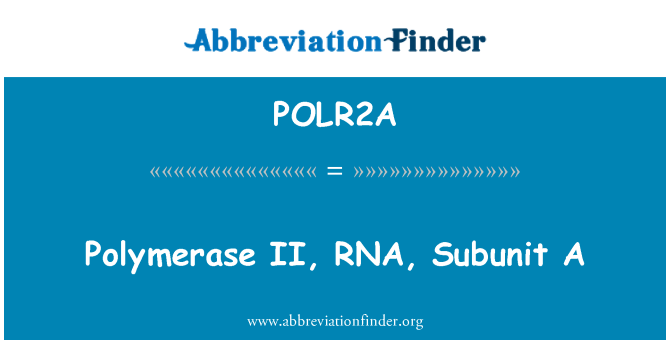 POLR2A: II, RNA, polymerase Subunit A