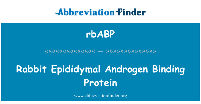 rbABP: Kanin epididymis Androgen bindende Protein